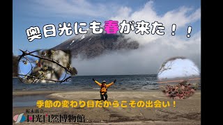 奥日光にも春が来た！！季節の変わり目の出会いを楽しもう！（中禅寺湖南岸 2023 3月 15日）【奥日光自然情報】