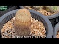 watering cactus summer raising cactus.