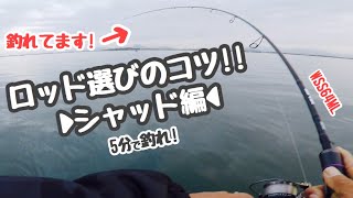 【5分で釣れ！】ロッド選びのコツ！シャッド編【琵琶湖バス釣り】