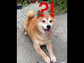 【柴犬・太郞】太郞くん。。おいおい？！😂