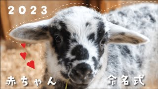 【2023】ヤギ・ヒツジの赤ちゃんお名前発表！