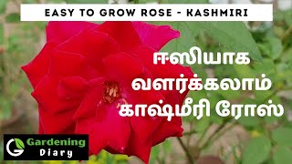 Kashmiri Rose - Easy to grow rose for beginners in Tamil. சுலபமாக வளர்க்கும்  ரோஸ்