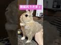 世界一無抵抗で無関心なきなこさん🐰 うさぎ きなこ かわいい