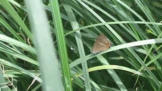 ミドリシジミ Neozephyrus japonicus 2022/06/21 千葉市の公園 Park In Chiba, Butterfly of Japan