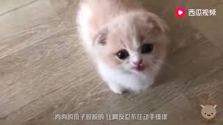 网友家的小奶猫，每天蹲门口等主人下班，真是太可爱了！