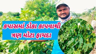 How to કપાસમાં ડોકા કાપવાથી ત્રણ મોટા ફાયદા best training kapas ma doka kapvathi mota tran fayada