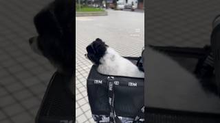 花博美費加洛（灰哥）：早安晨之車 Morning Walkie with cart from Beitou #博美 #灰哥 #pomeranian #費加洛 #figaro