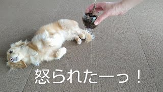 [イタズラ怒られた]神妙になるダックス/Dachshund thinks what she have done