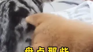 “如果不是监控，狗子要背多少黑锅啊！” 傻狗的日常 狗狗 猫咪 萌宠成精了