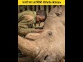 धरती का आखिरी white rhino जिसे विलुप्त होने से कोई नही रोक सकता 😢 amazing fact hindi