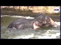 Elephant fell into Z-D Canal rescued by Wildlife officials at Kaduruwela