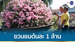 พาชมต้นชวนชมต้นละ 1 ล้านบาท