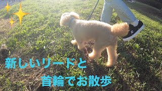 新しいリードと首輪を付けて公園にお散歩に行きました🐶