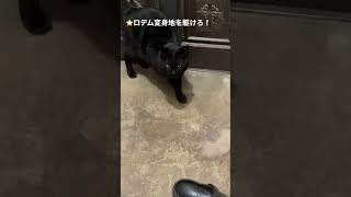 ＠#黒猫＃ロデム#short ★（２）肥えた黒猫バビル二世からの要請が無くて失業中のロデムが副業で自宅警備員のパトロール（２０２３０１２５－５）