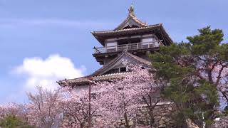 丸岡城桜まつり