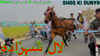 Lal Shehzada Horse Race \u0026 Try | Shoq Ki Dunya All Pakistan Tanga Race Try | Horse Lal Shehzada Try