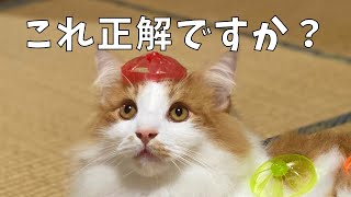 にゃんコプターとぽっちゃり猫！動かない、走らない、何もしない😅【ノルウェージャンフォレストキャット・多頭飼い】