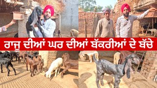 ਰਾਜੂ ਦੀਆਂ ਘਰ ਦੀਆਂ ਬੱਕਰੀਆਂ ਦੇ ਬੱਚੇ । Raju goat farm dirba Punjab #goats #goatfarming