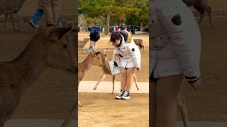 奈良の美しい鹿に大感激する観光客😮 | Short Video Nara Park | nara temple japan !