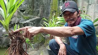 Perawatan bonsai Pandan dalam membentuk keindahan