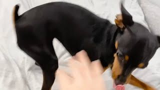 【🐶Miniture pinscher】A miniture pinscher wakes her owner up. ★Funny and Cute Animals #shorts