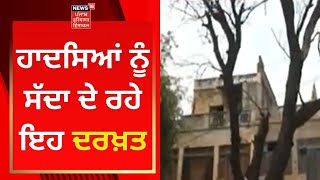 Samana News : ਹਾਦਸਿਆਂ ਨੂੰ ਸੱਦਾ ਦੇ ਰਹੇ ਇਹ ਦਰਖਤ | News18 Punjab