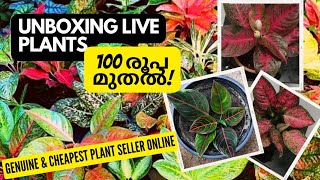 Unboxing live plants from online||cheapest online seller#aglaonema #unboxing