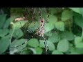 무당거미의 일생 the life of joro spider