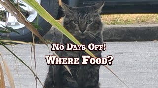 😺 238th Day in a Row Feeding Stray Cats in Long Beach | Thursday | 01-23-25 😺