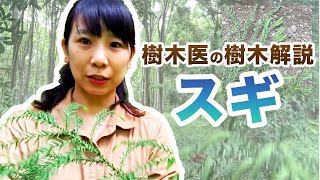 【樹木の紹介シリーズ】第9回スギ（コロナ応援企画！）