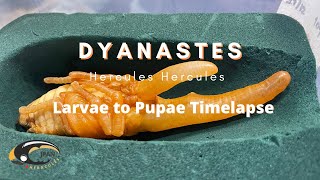 Dynastes Hercules become pupae Timelapse ~ด้วงเฮอร์คิวลิสเข้าดักแด้