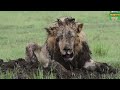 বনের রাজা সিংহের পরিচয় সিংহ lion in jungle lion fight tiger lion in forest সিংহ এবং বাঘ