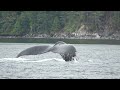 amazing humpback whale tail fluke