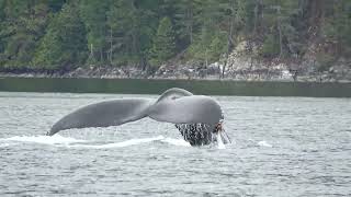 Amazing Humpback Whale Tail Fluke