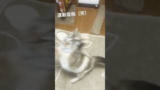 ちょっと運動音痴なあざとい猫#cat #catshort #cats #catvideos #meow #pet #petlover #pets #ねこ #ねこのいる生活 #ねこ動画 #ねこ好き