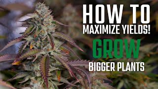 How to Grow BIG Cannabis Plants | Top 5 Tips for Growing Weed!