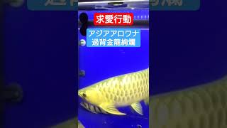 アロワナの求愛行動#アロワナ#arowana#shorts