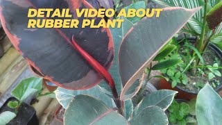 How to grow and care Rubber plant