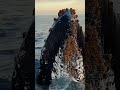 the most beautiful whale shot captured on a cell phone nature whale