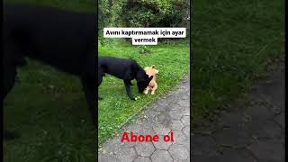 Avını kaptırmamak için ayar vermek😅