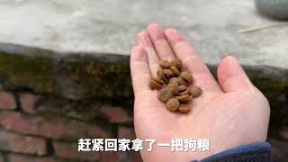 这家伙天天偷狗粮，冬季不愁吃喝了