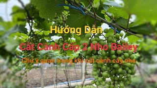 Cắt Cành Cấp 2 Cây Nho Bailey và Những Chú Ý Quan Trọng Khi Cắt Cành Cây Nho