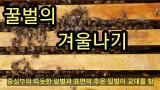 강추위에 꿀벌의 겨울나기와 양봉인이 해야할일(The wintering of honeybees)