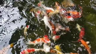 [ MYX ] Japanese Koi 日本锦鲤