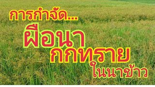 การกำจัด...ผือนา / กกทราย...ในนาข้าว 🌾🌾 สนใจผลิตภัณฑ์ 0899428684