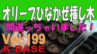 オリーブひなかぜの挿し木　正式なやり方をしたつもりが、、19.3.23_olive_sashiki