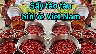 Cưa cây táo tàu sấy khô trái gửi về Việt Nam