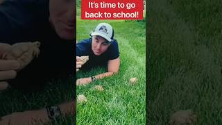 Baby tortoise Go To School #shorts #back to school #ytshorts