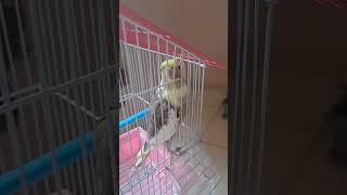 cockatiel ವಿಧ ವಿಧವಾದ ಸ್ವರಗಳು...