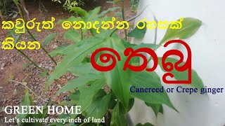 තෙබු | Canereed || Crepe ginger